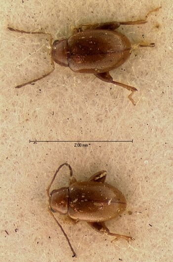 Media type: image; Entomology 18872   Aspect: habitus dorsal view